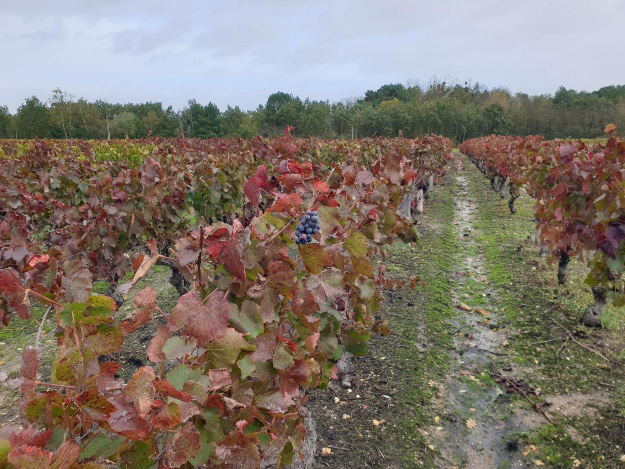 Vakantiehuis Spatieux, Confort, Reposant, Gd Jardin Bucolique, Jeux, Balades, Zoo, Chateaux Saint-Romain-sur-Cher