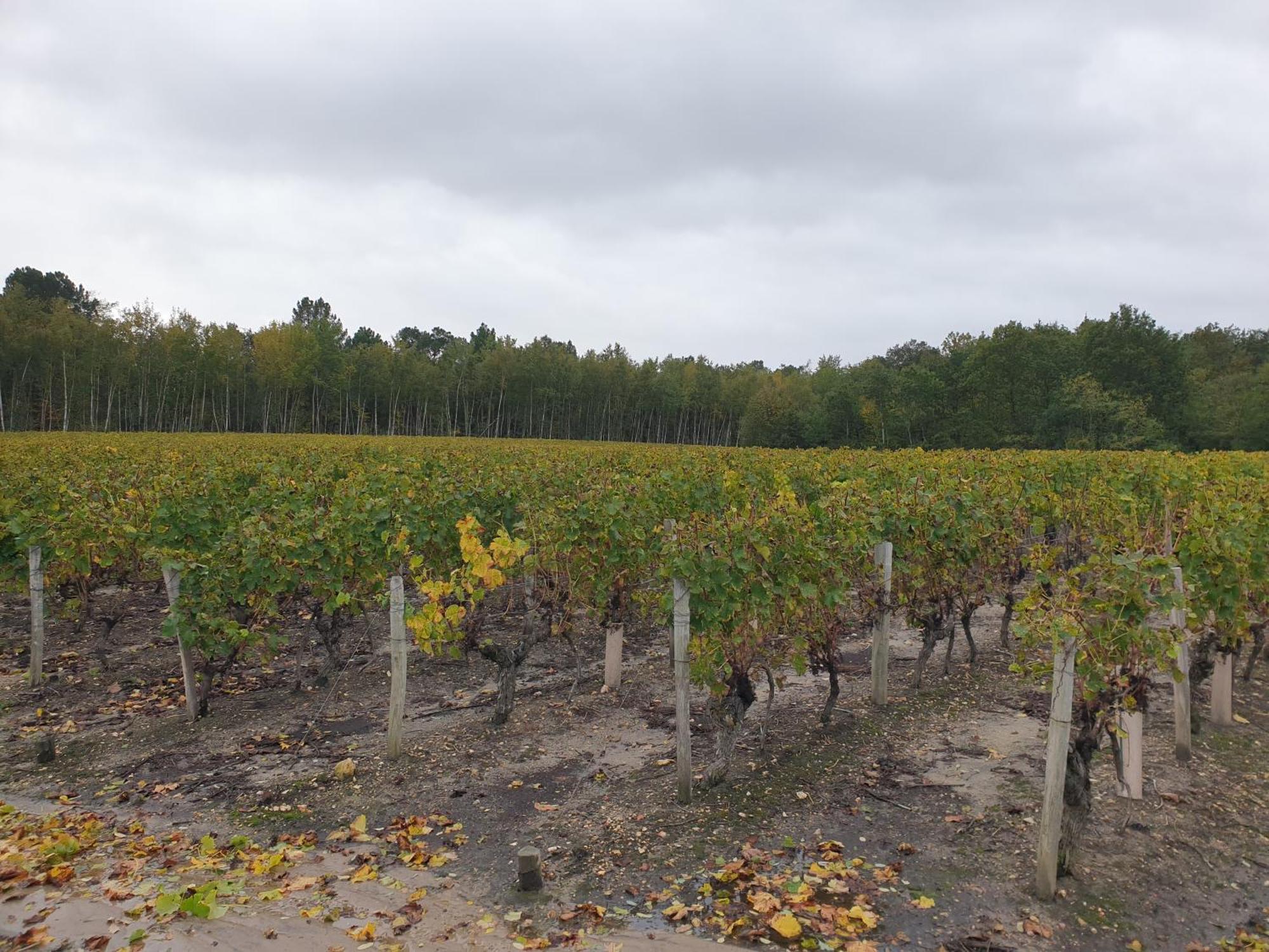 Spatieux, Confort, Reposant, Gd Jardin Bucolique, Jeux, Balades, Zoo, Chateaux Saint-Romain-sur-Cher